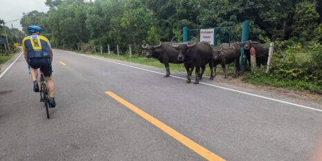 thailand-buffalo-riding