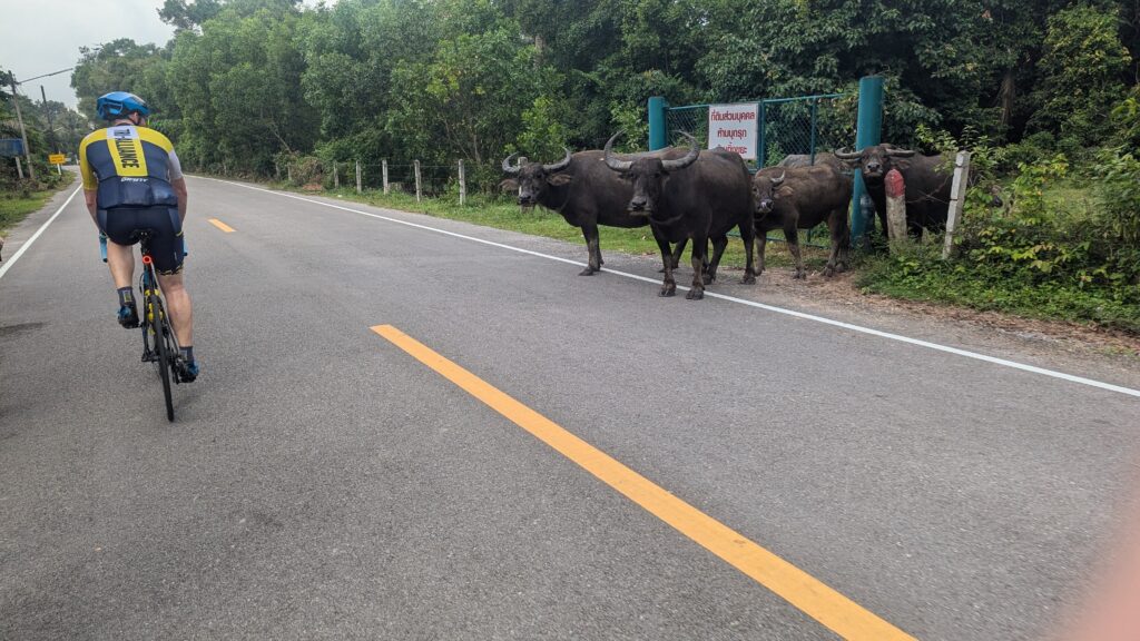 Ollie riding past water buffalo during a Tri Alliance Thailand training camp